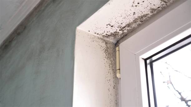 Best Black Mold Removal  in Cattaraugus, NY