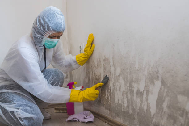 Best Certified Mold Removal  in Cattaraugus, NY