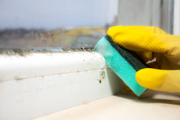 Best Residential Mold Removal  in Cattaraugus, NY
