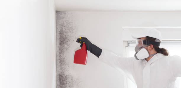 Mold Removal and Inspection in Cattaraugus, NY