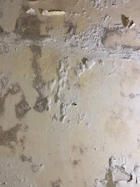 Best Attic Mold Removal  in Cattaraugus, NY