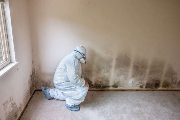 Home Mold Removal in Cattaraugus, NY