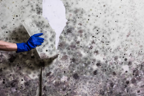 Best Same-Day Mold Removal  in Cattaraugus, NY
