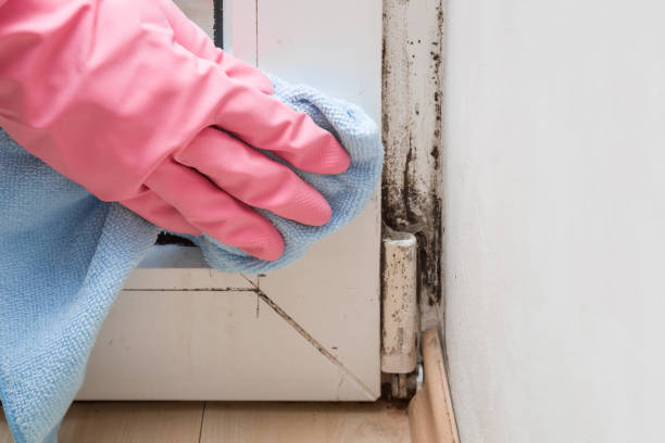 Best Residential Mold Removal  in Cattaraugus, NY